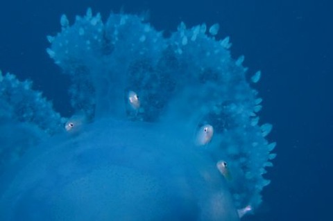 クラゲのなかま