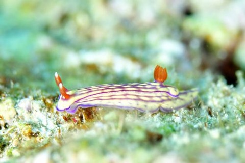 クチナシイロウミウシ