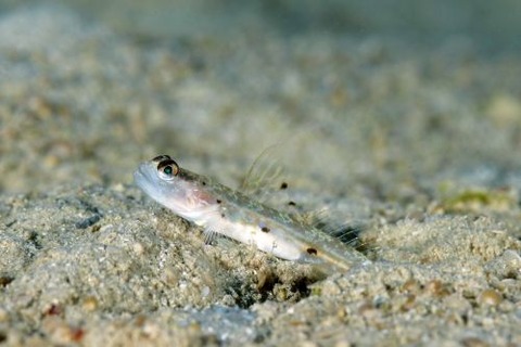 オニハゼ属の1種