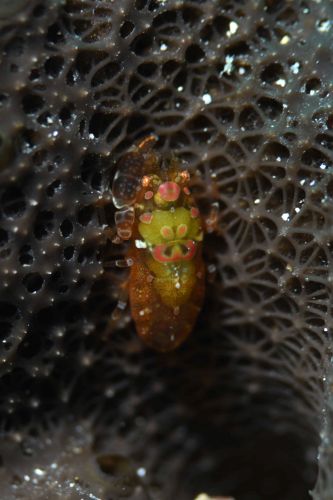 ホヤカクレエビ