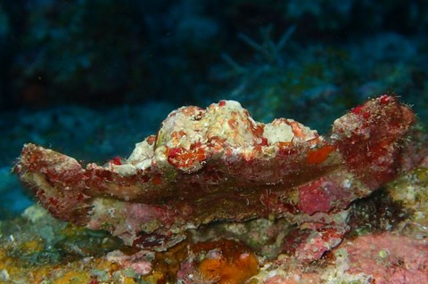 メンコヒシガニ