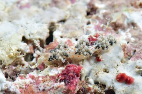 キャロットシードミノウミウシ