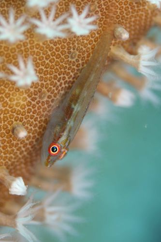 セボシウミタケハゼ