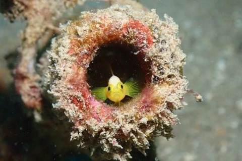 ナカモトイロワケハゼ