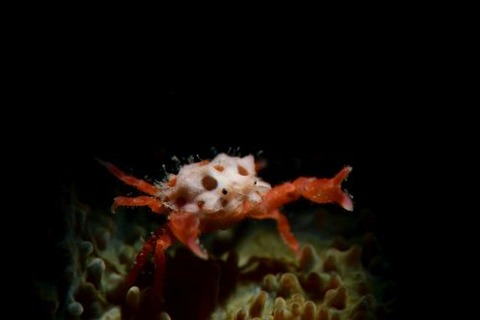 ヒノタマツブコブシ