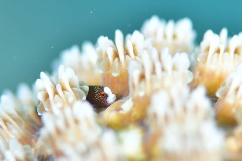 チンヨウジウオ