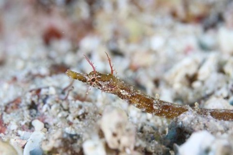 ノコギリウミヤッコ