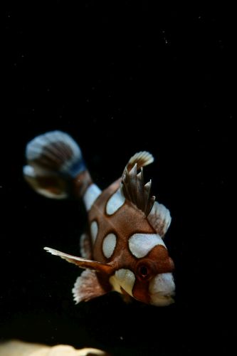 チョウチョウコショウダイ
