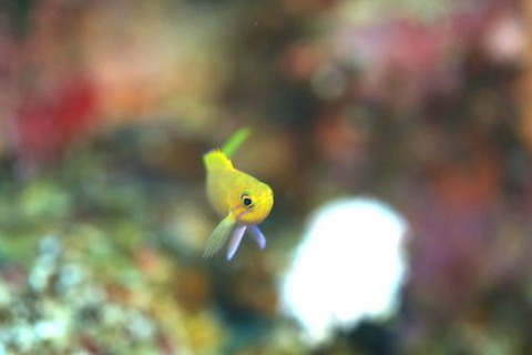 スミレナガハナダイ