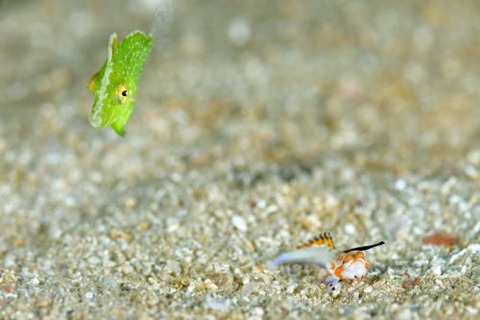 イッポンテグリ