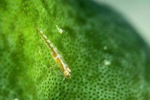 ウミショウブハゼ属の1種