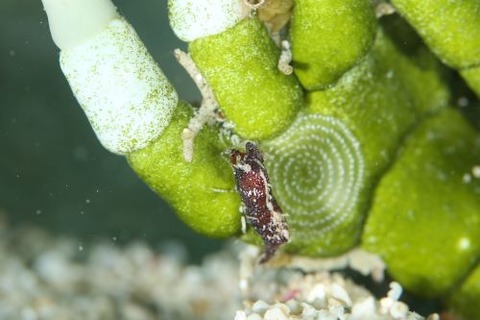 コブタヒラツノモエビ