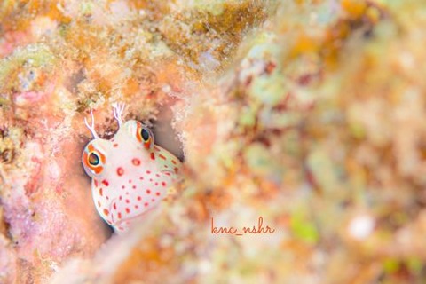 モンツキカエルウオ