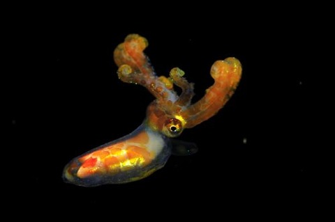 刺激的な水中生物