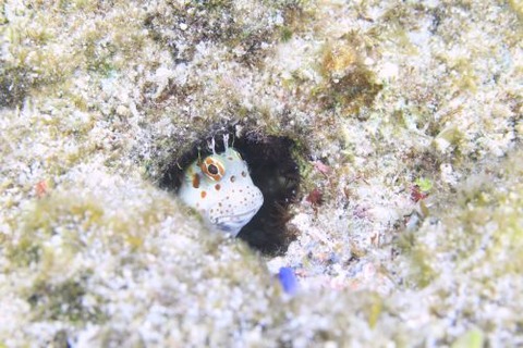 モンツキカエルウオ