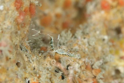 シオサイカクレエビ