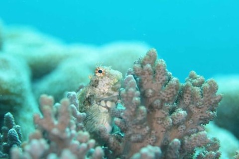 ヤエヤマギンポ