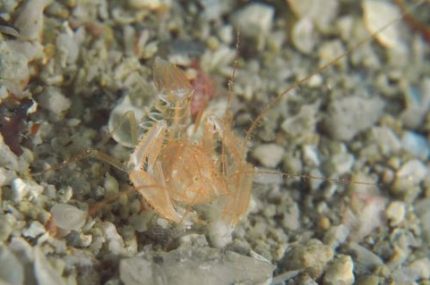 サンゴヒメエビ