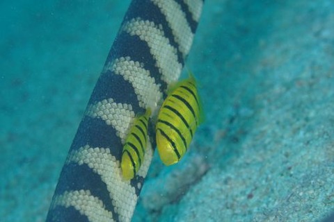 コガネシマアジ