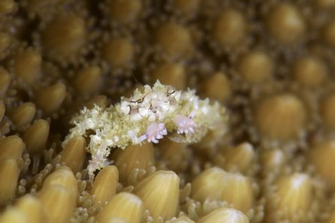 ヒメキンチャクガニ