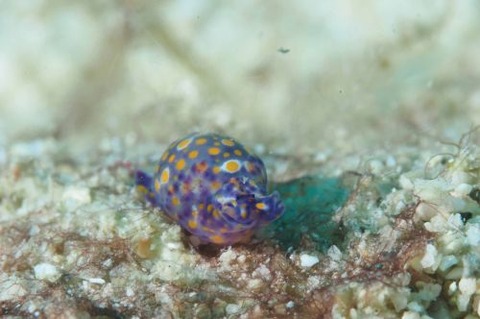 ブドウガイ科の1種