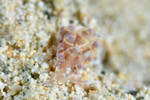 ワグシミノウミウシ