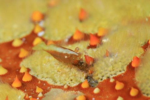 ヒトデヤドリエビ