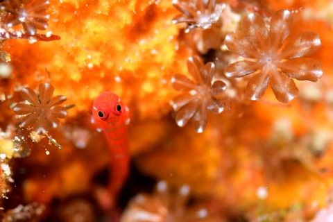 スジシマイソハゼ