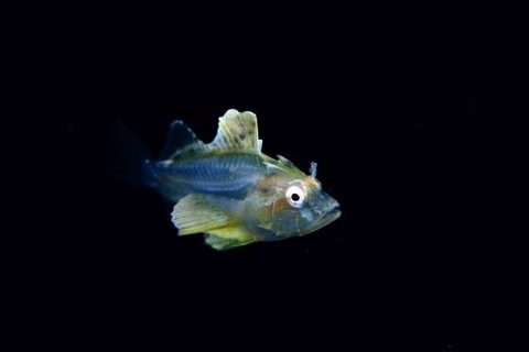 刺激的な水中生物