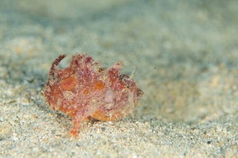 エナガカエルアンコウ