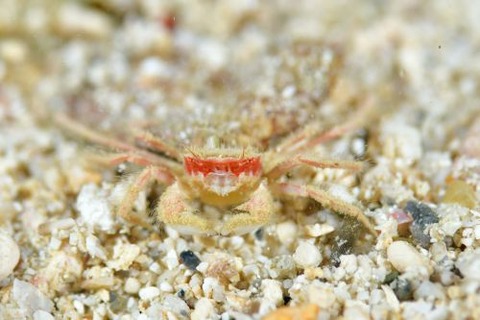 ケブカガニ科の1種