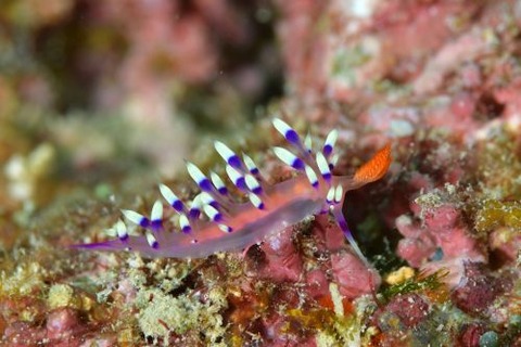 アデヤカミノウミウシ