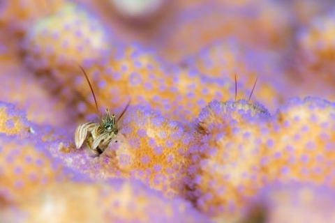 カンザシヤドカリ