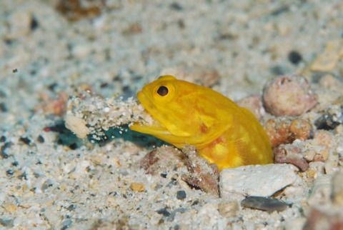 アゴアマダイ属の1種