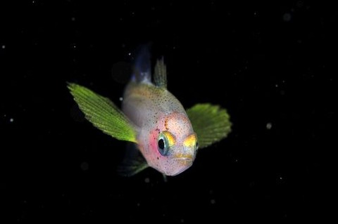 刺激的な水中生物