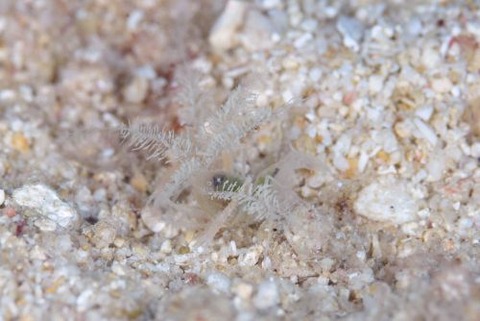 ミクロプロステマ・プルミコールネ