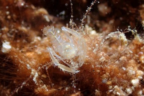 サンゴヒメエビ