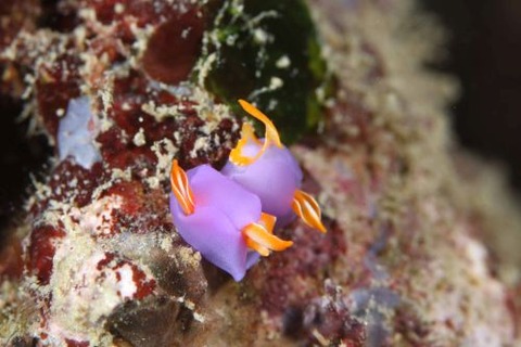 ムラサキウミコチョウ