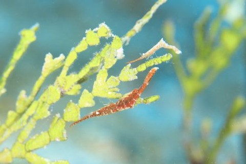 トガリモエビ属の1種