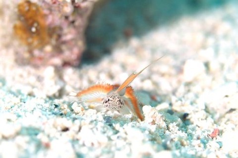 ホムラハゼ