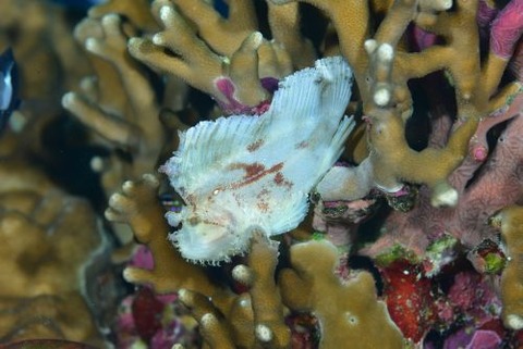 ハダカハオコゼ