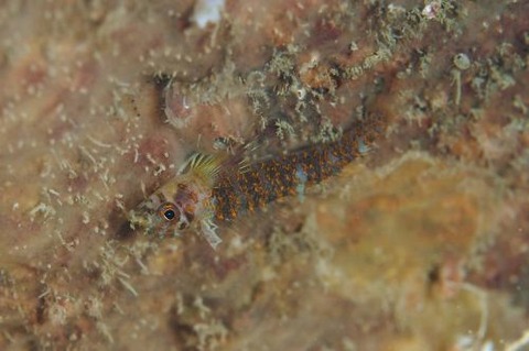 ミカンヘビギンポ