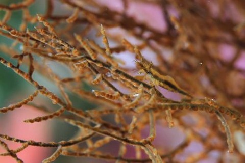 ウミカラマツエビ