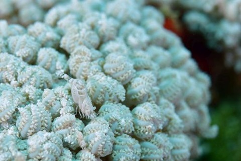 アザミカクレモエビ