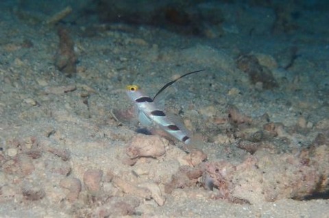 ヒレナガネジリンボウ