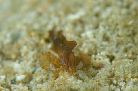 ツマジロオコゼ