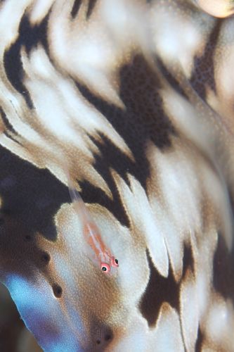 セボシウミタケハゼ