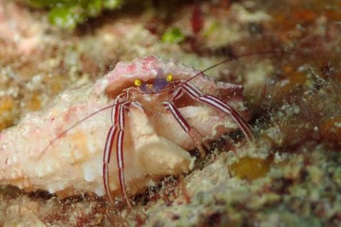 ケフサゼブラヤドカリ