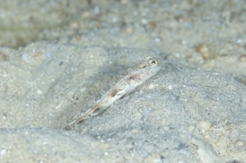 オニハゼ属の1種