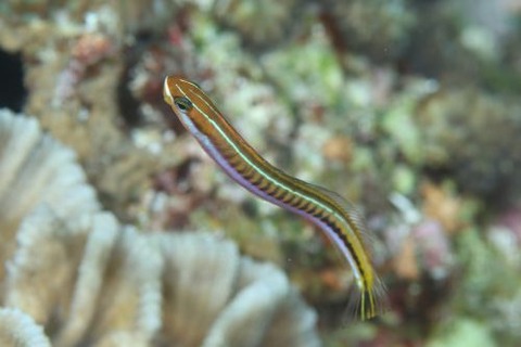 テンクロスジギンポ